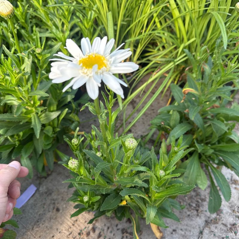 Check whether your region and plant suit this remedy Check whether your region and plant suit this remedy