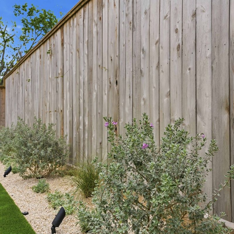 Check whether your yard suits Texas sage
