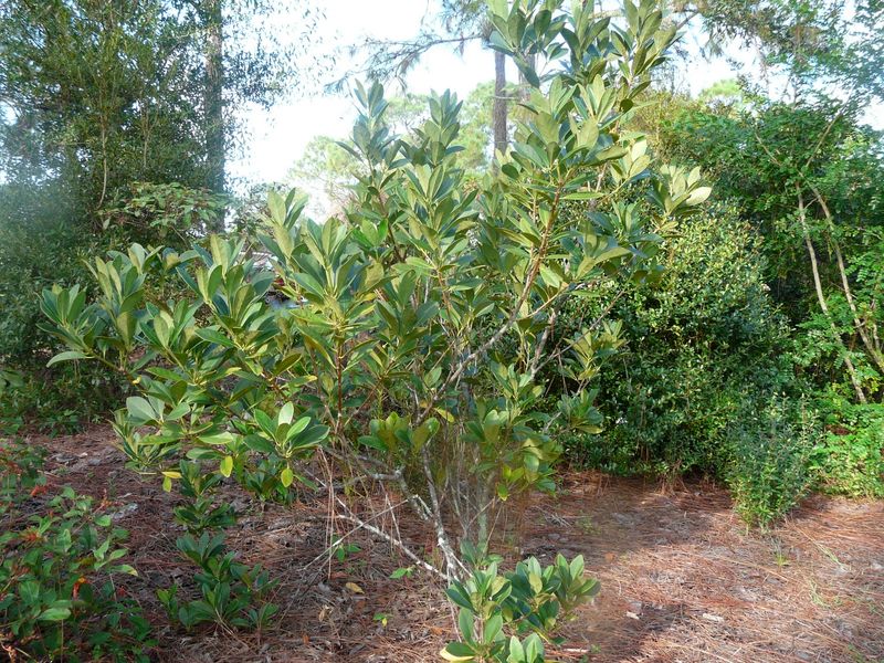 Chiappini Farm Native Nursery Chiappini Farm Native Nursery