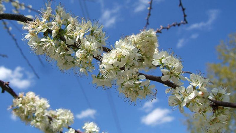 Chickasaw Plum
