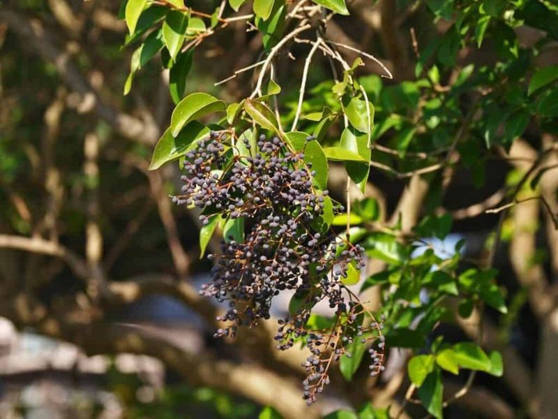 Chinese Privet Chinese Privet