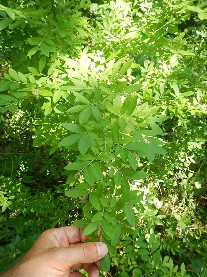 Chinese Privet Chinese Privet