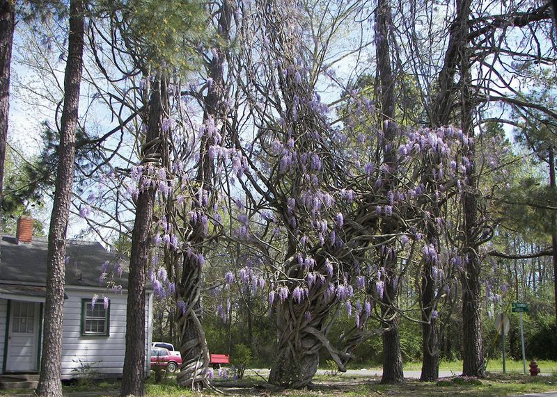 Chinese Wisteria