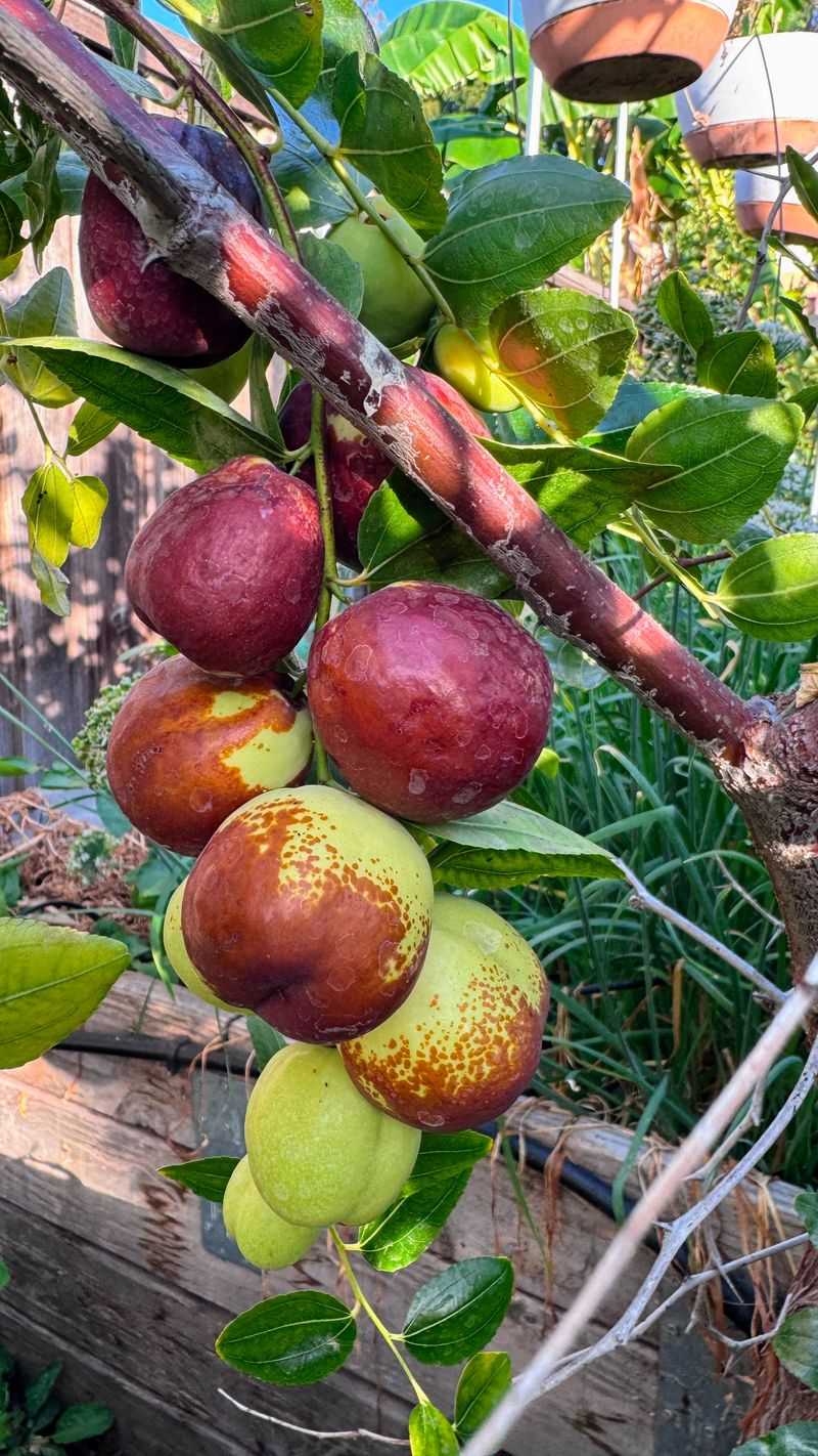 Chinese jujube ripeness depends on how you will use the fruit