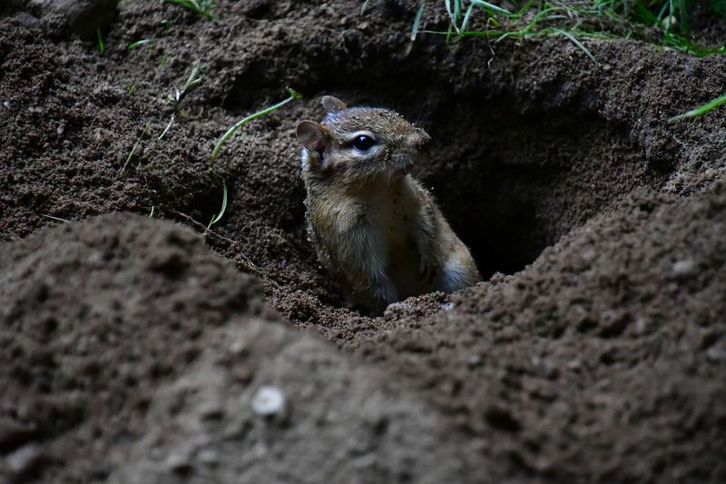 Chipmunks