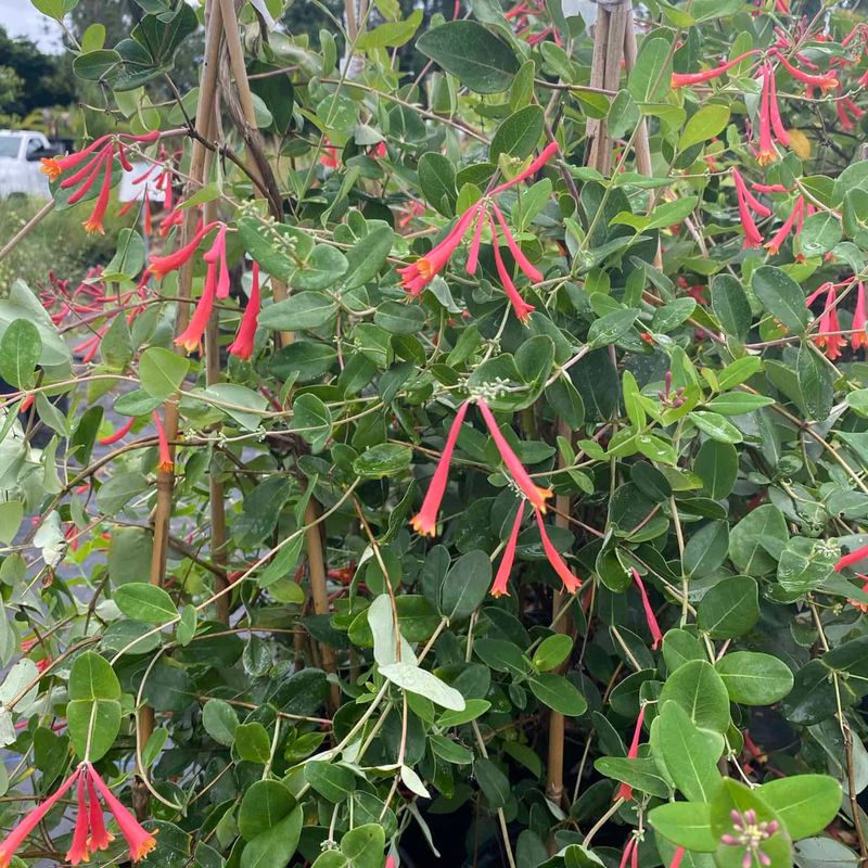 Choose Coral Honeysuckle by Its Scientific Name