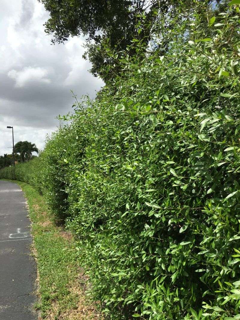 Choose Florida Privet for the Conditions, Not the Hype