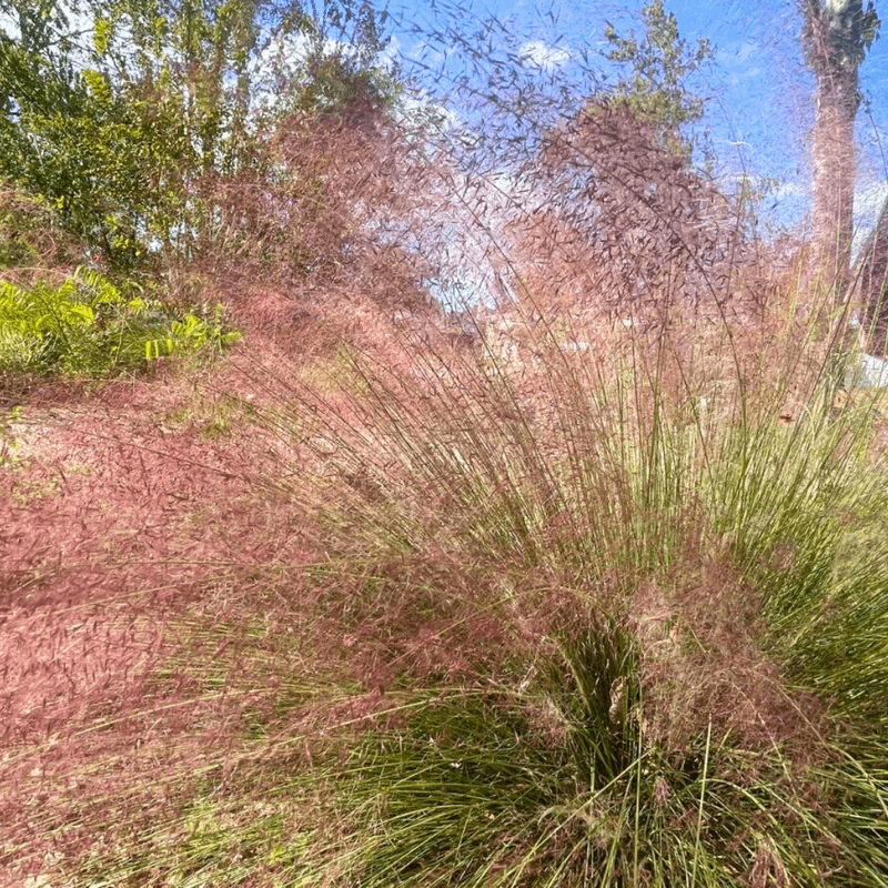 Choose Florida grasses that provide structure and seed