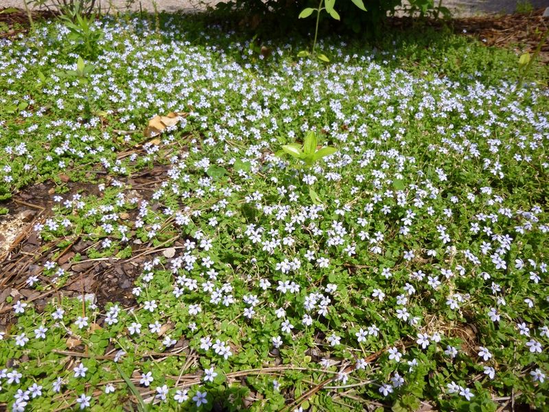 Choose Frogfruit When Its Tradeoffs Fit Your Yard