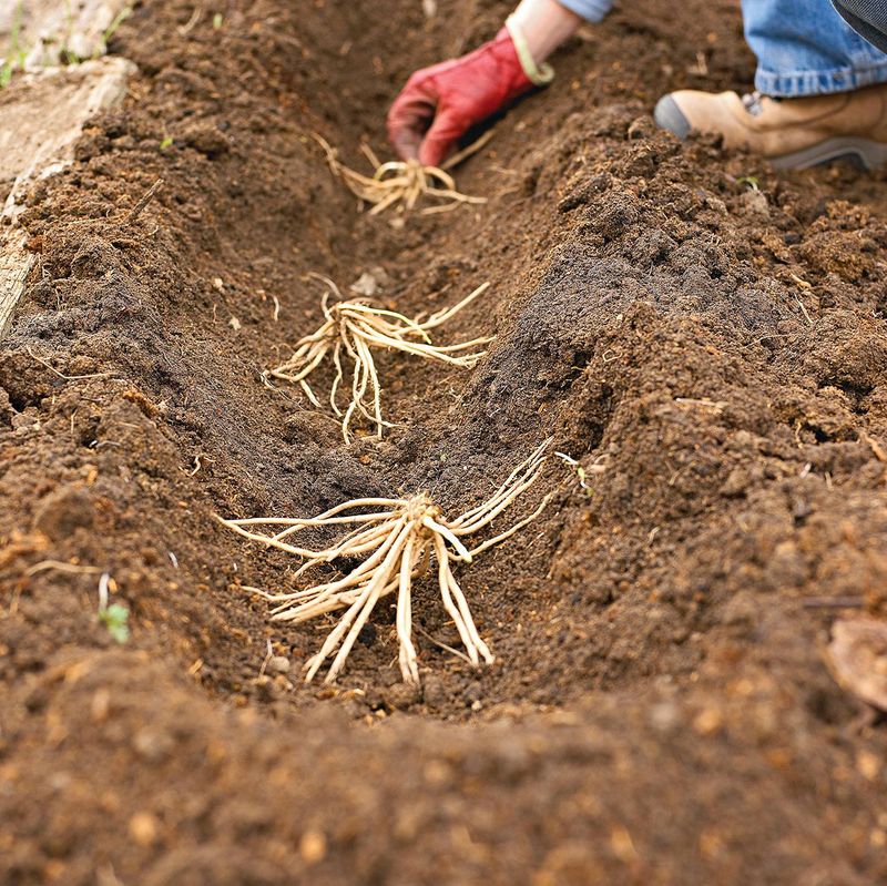 Choose Healthy Crowns and Regional Planting Timing