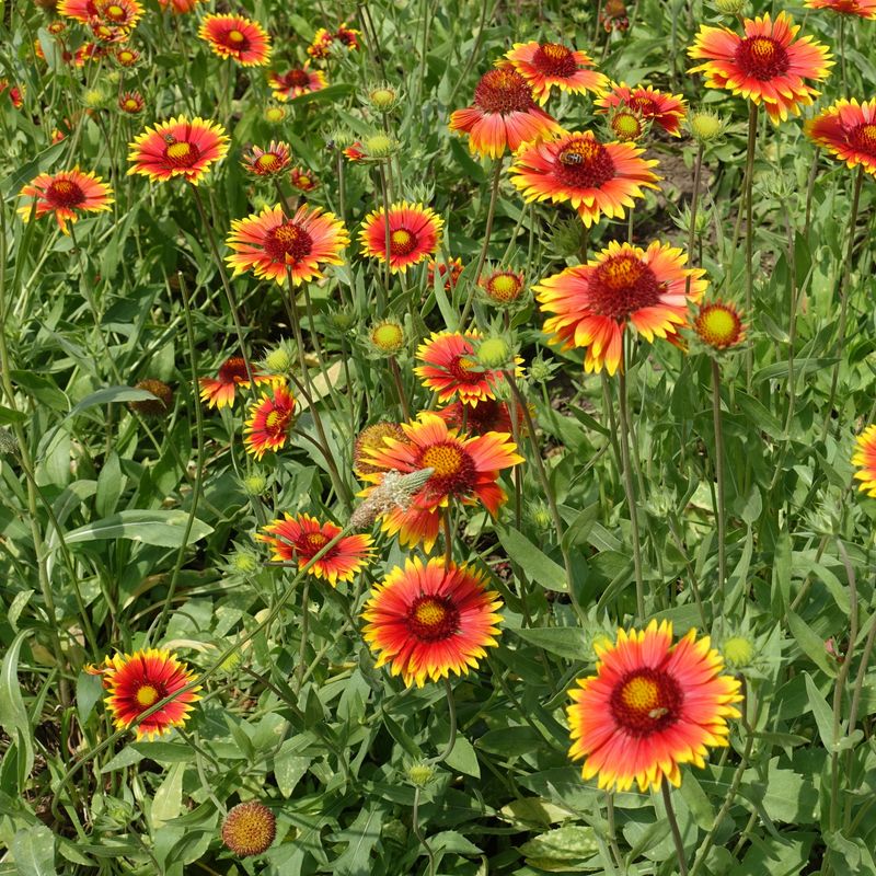 Choose Indian blanket when you welcome a controlled naturalized look