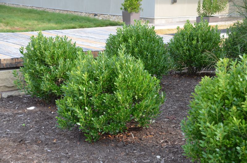 Choose Inkberry for Site Fit, Not a Storm-Proof Promise
