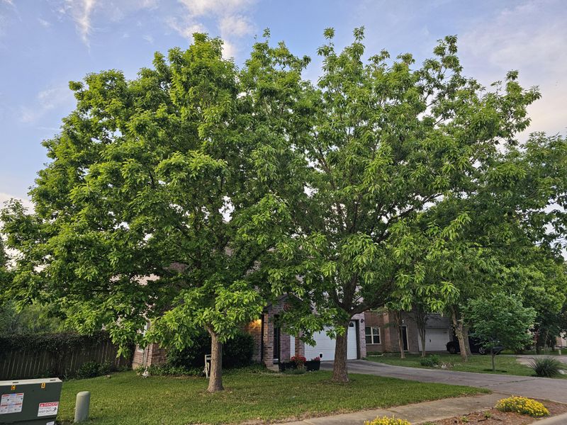 Choose Lacey oak when the lot can accommodate a real tree Choose Lacey oak when the lot can accommodate a real tree