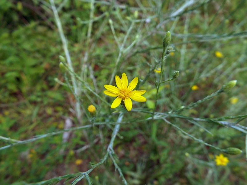 Choose Narrow-Leaf Silkgrass for More Persistent Silver Foliage