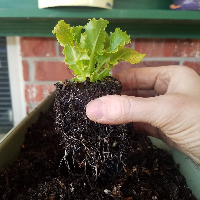 Choose Seeds or Transplants for the Crop and Conditions Choose Seeds or Transplants for the Crop and Conditions