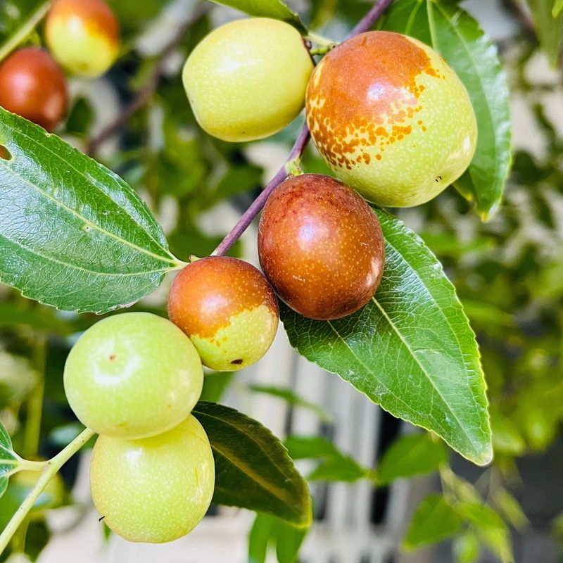 Choose a cultivar for your conditions