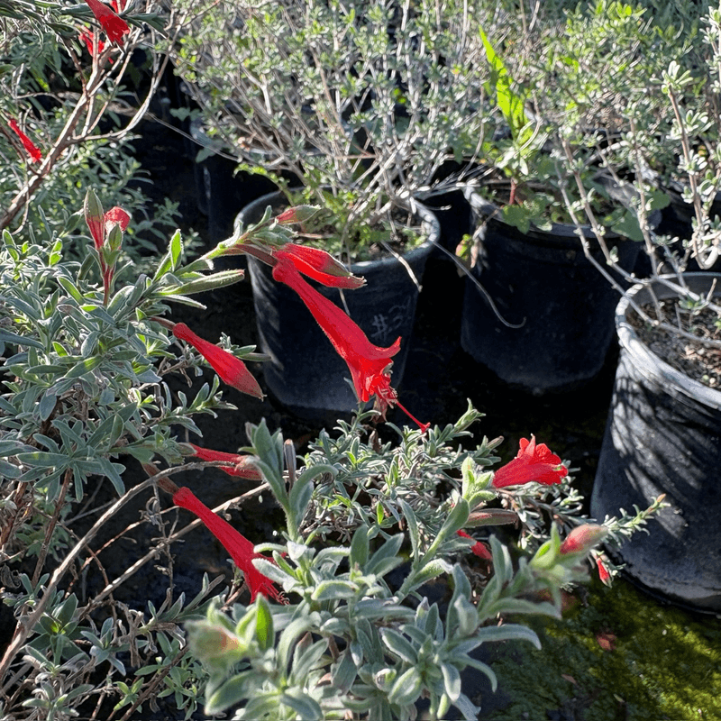 Choose a cultivar that fits the space, not just the flower color