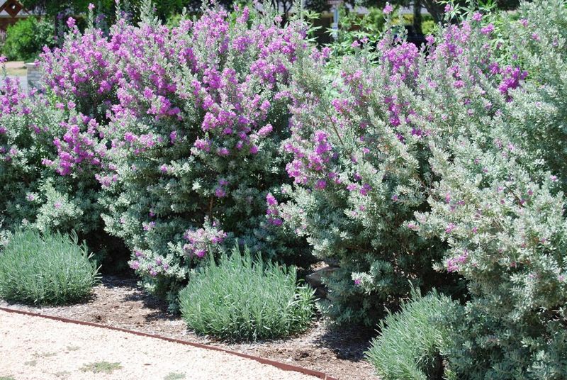 Choose a cultivar that fits your region and space