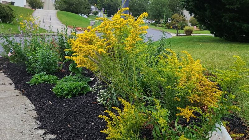 Choose a goldenrod that matches your North Carolina site