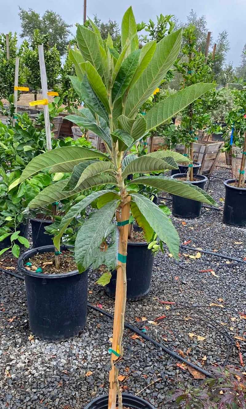 Choose a grafted cultivar when fruit quality matters