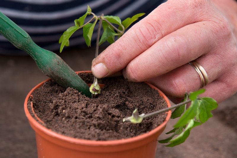 Choose a semi-ripe shoot instead of trusting the calendar