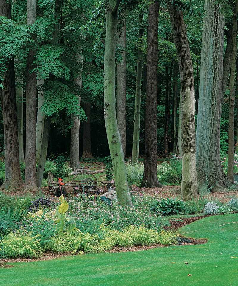 Choose a shaded, naturally moist habitat corner Choose a shaded, naturally moist habitat corner