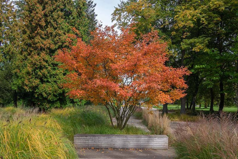 Choose a site that suits serviceberry’s natural form