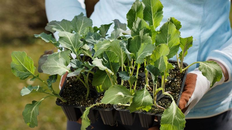 Choose and prepare transplants before cold reaches them
