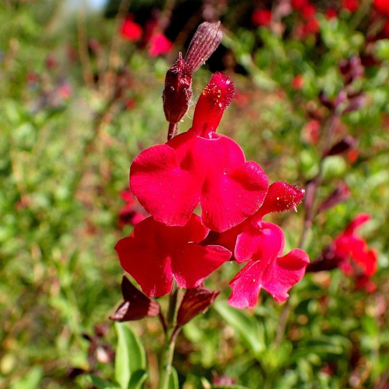 Choose autumn sage for the conditions it can actually handle
