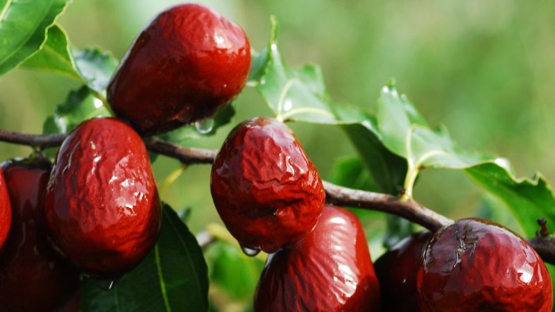 Choose between on-tree drying and prompt off-tree drying