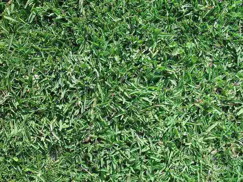 Choose buffalo grass only when its limits fit your lawn Choose buffalo grass only when its limits fit your lawn