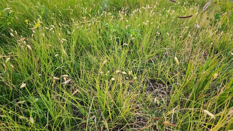 Choose buffalograss only if your yard passes the test