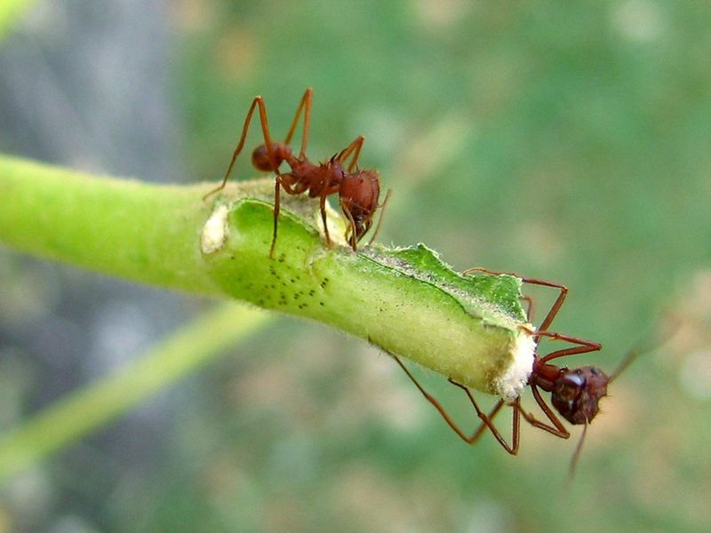 Choose cautious plant protection instead of an improvised mound treatment