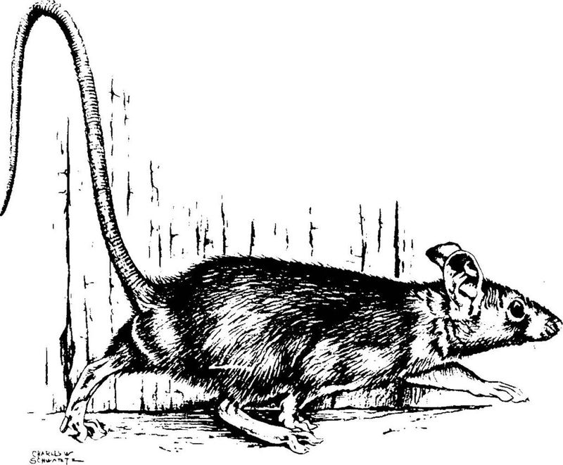 Choose control methods after identifying the animal