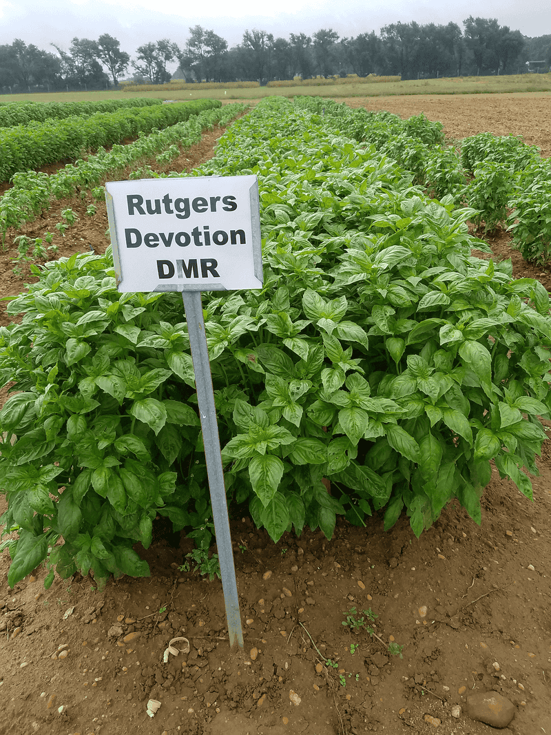 Choose cultivars for specific advantages, not guarantees