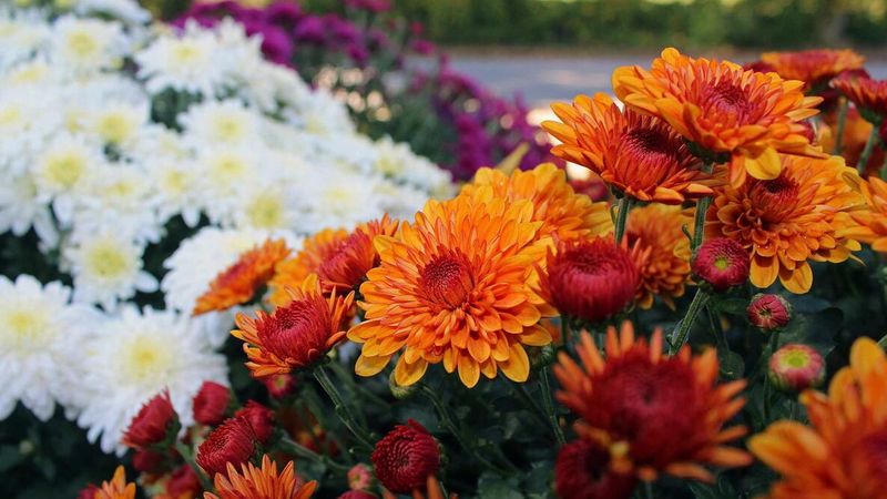Choose cultivars that fit Texas, Georgia, or Florida