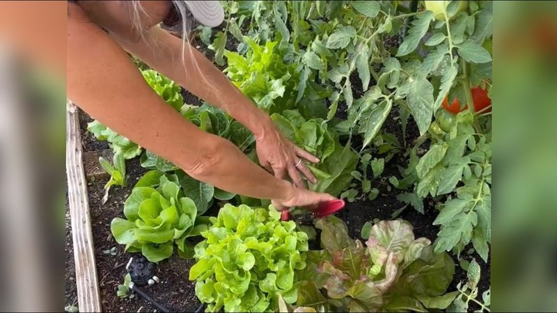 Choose cultivars that tolerate heat better Choose cultivars that tolerate heat better
