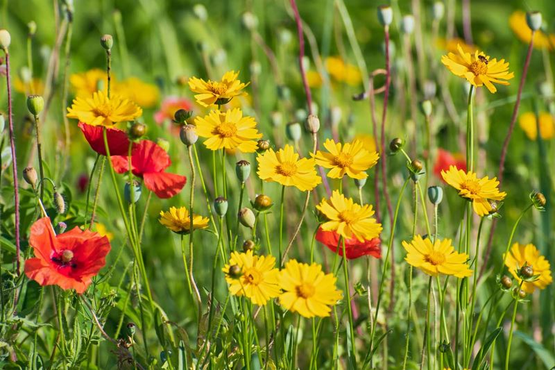 Choose flowers or seed for the bed’s next phase Choose flowers or seed for the bed’s next phase