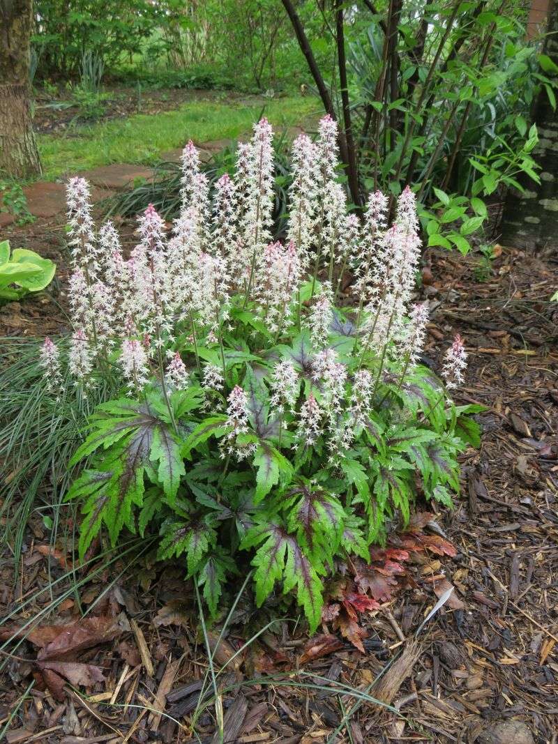 Choose foamflower for moist, deeper shade