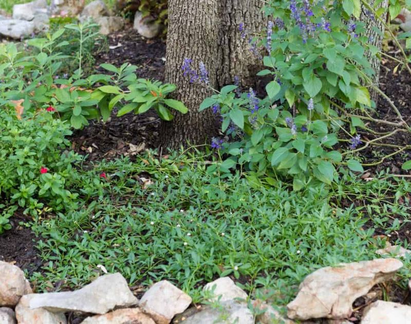 Choose frogfruit only where the tree leaves room for it