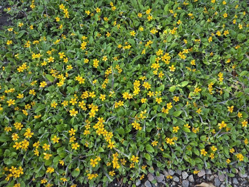 Choose green-and-gold when its site and spread fit your goals