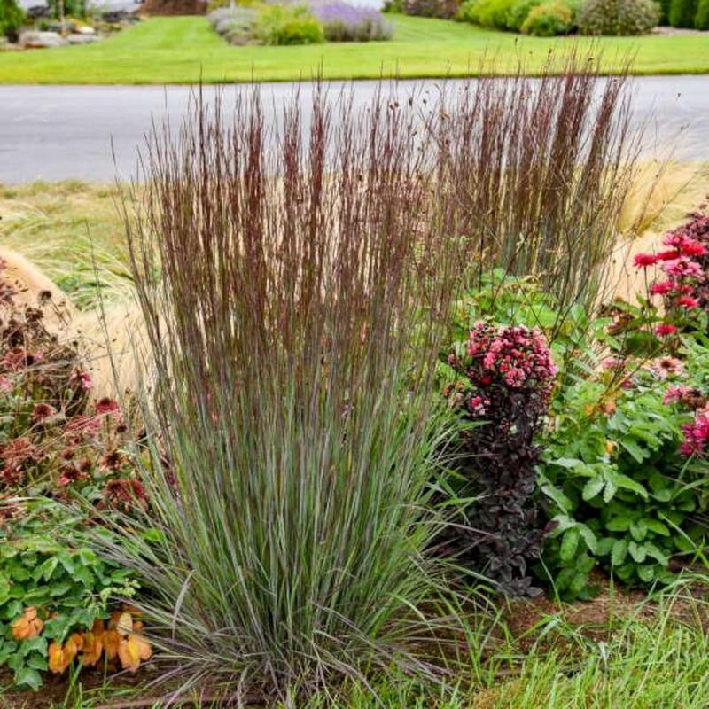 Choose it when the site supports its natural habit Choose it when the site supports its natural habit