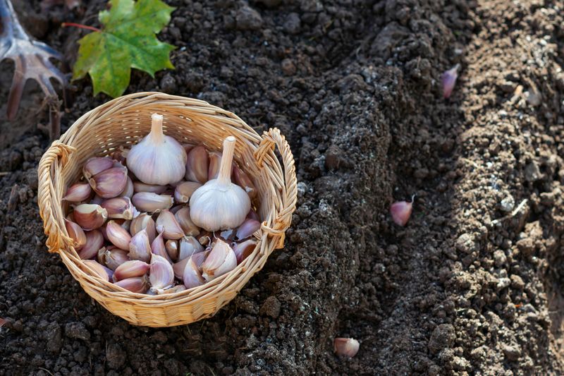 Choose large, healthy cloves for the best start