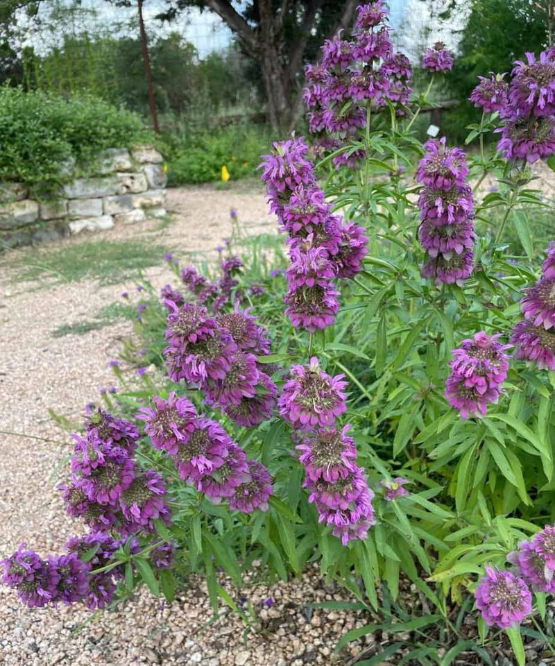 Choose lemon beebalm for the garden, not for a promise