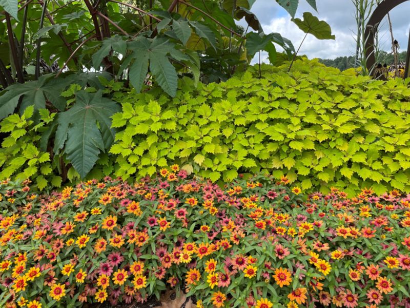 Choose less-susceptible zinnias for future plantings