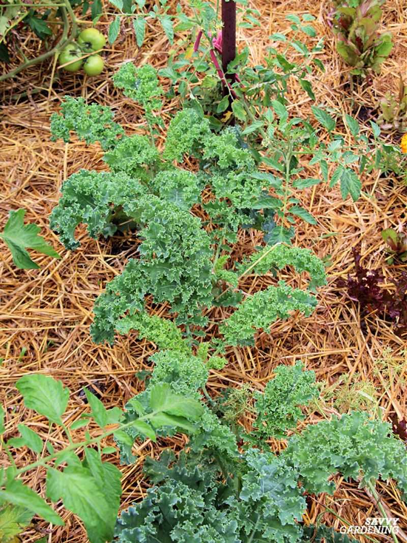 Choose loose mulch and apply it when local conditions call for protection Choose loose mulch and apply it when local conditions call for protection