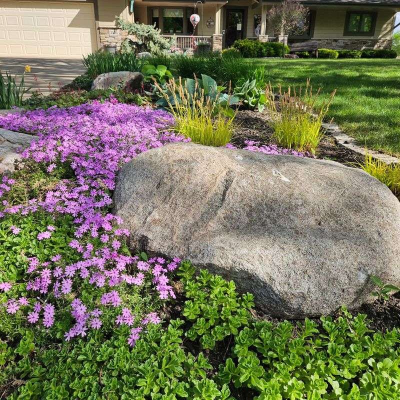 Choose moss phlox when the conditions match