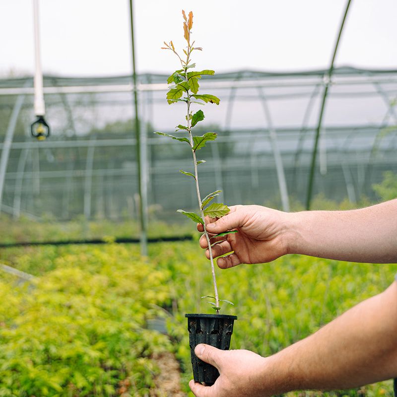 Choose nursery stock that can establish well Choose nursery stock that can establish well