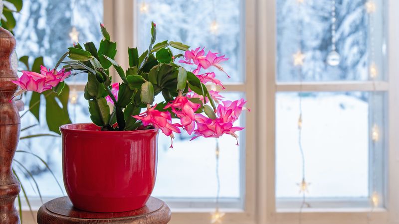 Choose one bright, draft-free indoor spot