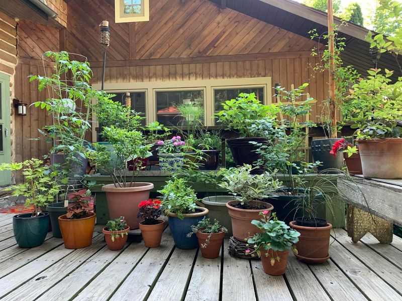 Choose prompt watering, temporary shade, or both